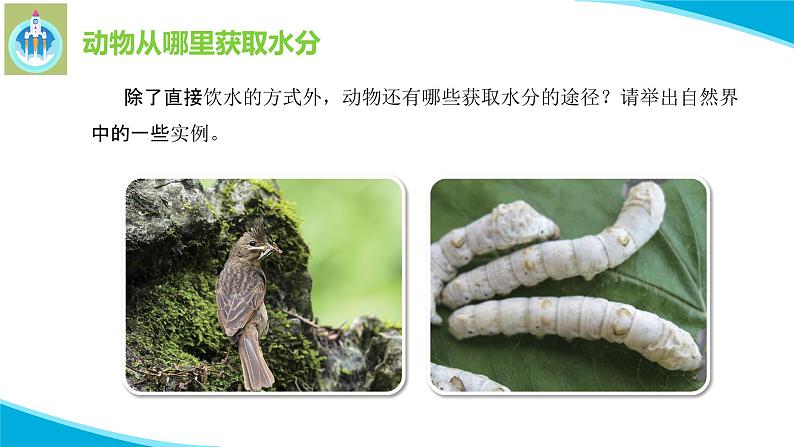 粤教版科学四年级下册9动物需要水分PPT课件新版第7页
