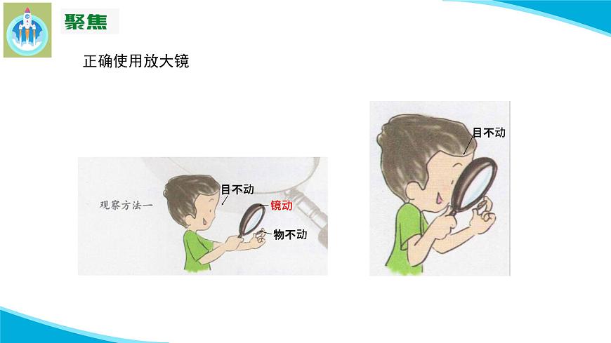 (2022)粵教版科學(xué)五年級下冊7放大鏡下的生物PPT課件新版第6頁