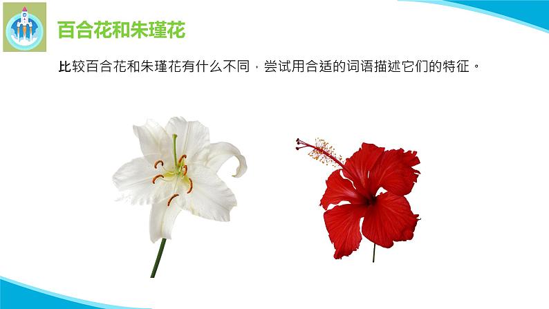 粤科粤教版科学二年级上册3百合与朱瑾课件03
