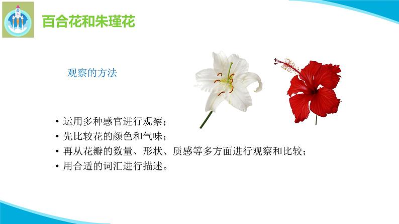粤科粤教版科学二年级上册3百合与朱瑾课件04