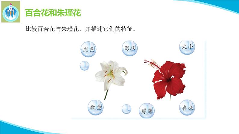 粤科粤教版科学二年级上册3百合与朱瑾课件05
