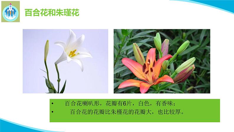 粤科粤教版科学二年级上册3百合与朱瑾课件06