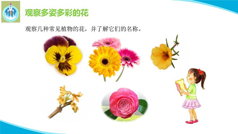 粤科粤教版科学二年级上册3百合与朱瑾课件08