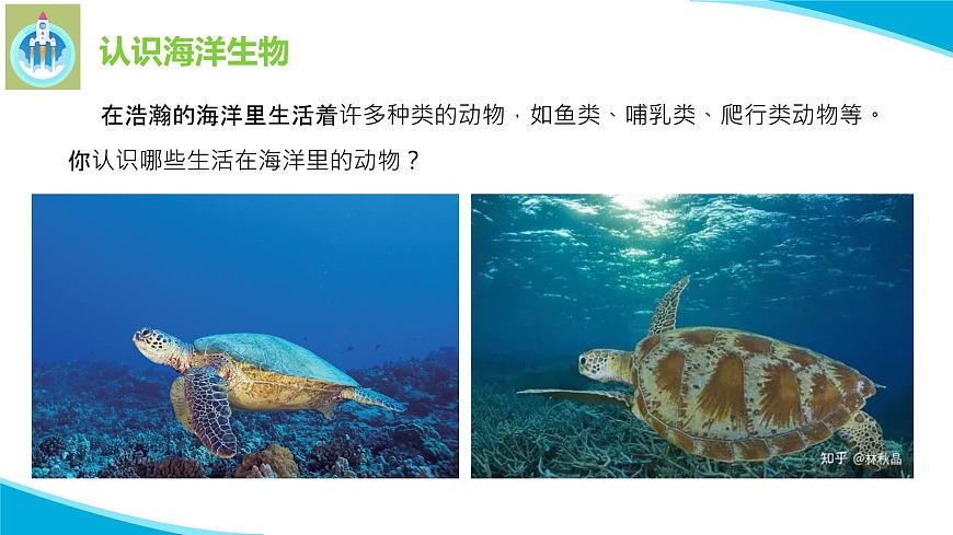 粵科粵教版科學(xué)三年級(jí)上冊(cè)第5課海洋里的生物PPT課件第5頁(yè)