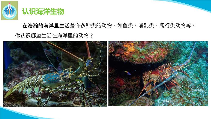 粵科粵教版科學(xué)三年級(jí)上冊(cè)第5課海洋里的生物PPT課件第6頁(yè)