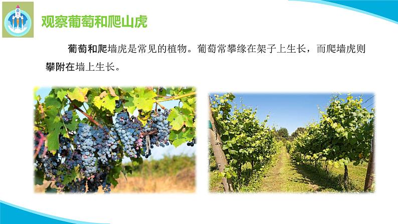 粤教版科学四年级下册4葡萄和爬山虎PPT课件新版03