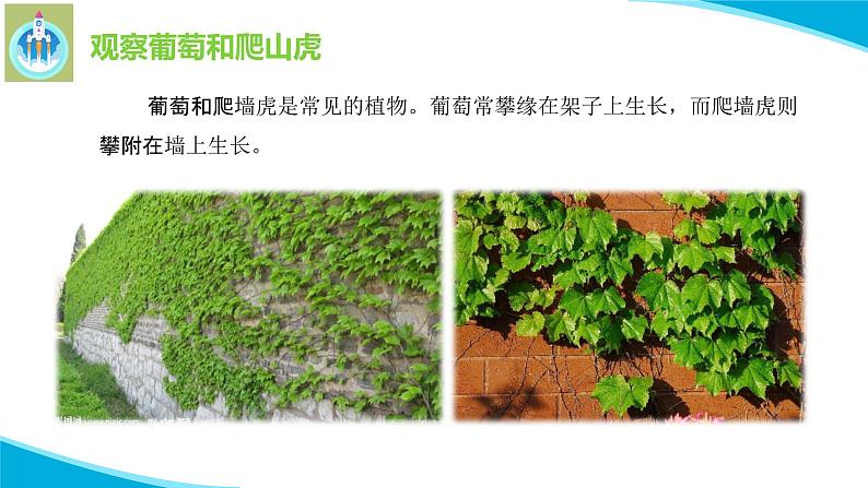 粤教版科学四年级下册4葡萄和爬山虎PPT课件新版04