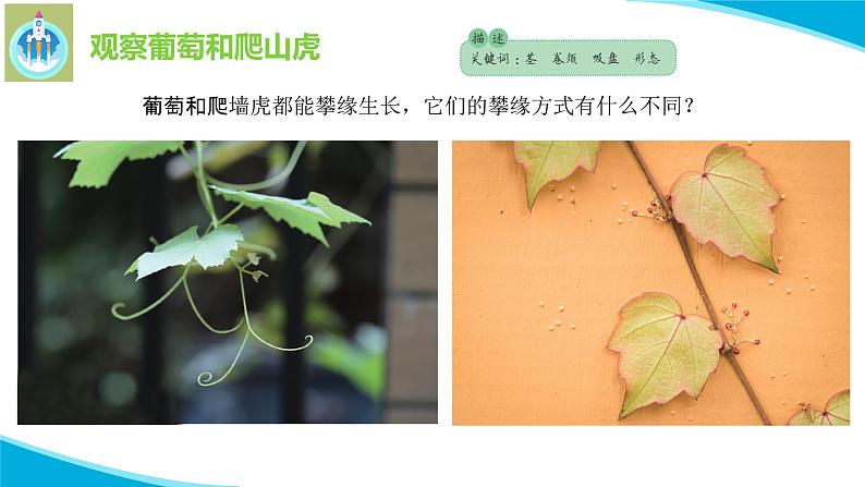 粤教版科学四年级下册4葡萄和爬山虎PPT课件新版06