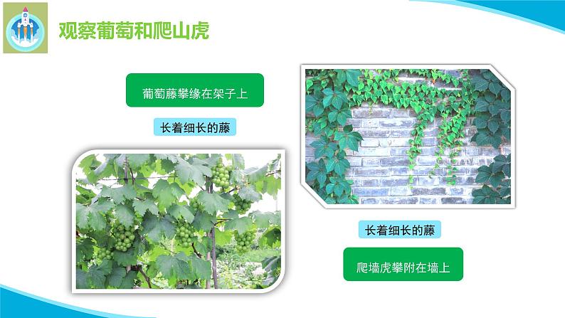 粤教版科学四年级下册4葡萄和爬山虎PPT课件新版07