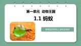 青岛版科学四年级上册 1.1蚂蚁 课件PPT+教案+视频素材