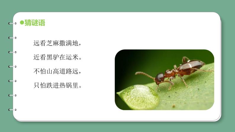 青岛版科学四年级上册 1.1蚂蚁 课件PPT+教案+视频素材05