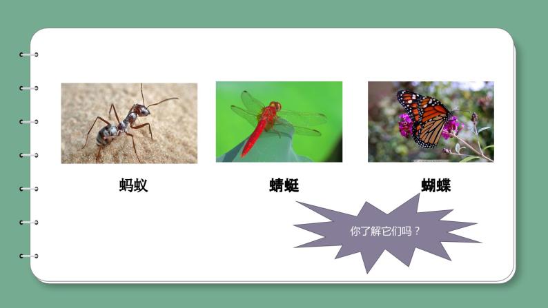 青岛版科学四年级上册 1.1蚂蚁 课件PPT+教案+视频素材06