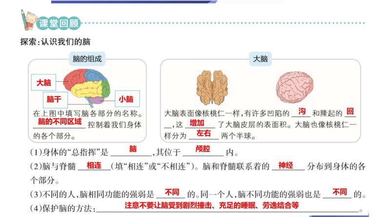 【新】教科版5上第4单元第4课-身体的“总指挥”习题课件PPT03