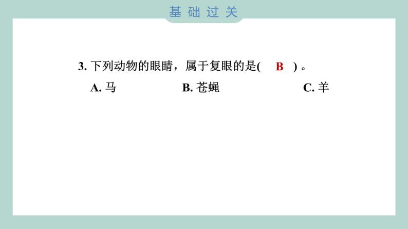 1.3 观察身边微小的物体（习题课件+知识点梳理）教科版六年级科学上册04