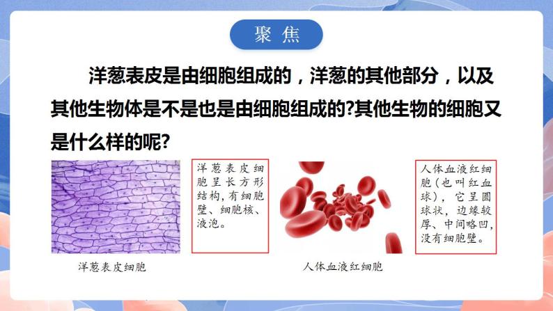 【核心素养目标】教科版小学科学六年级上册1.5《观察更多的生物细胞》课件+教案(含教学反思)03