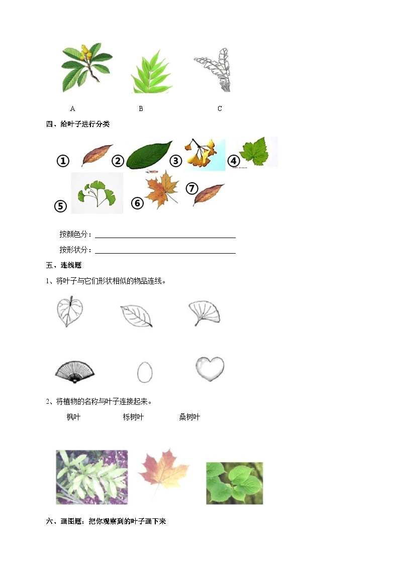 新教科版（2017）科学一年级上册 1.3《观察叶》课件+教案+练习+素材02