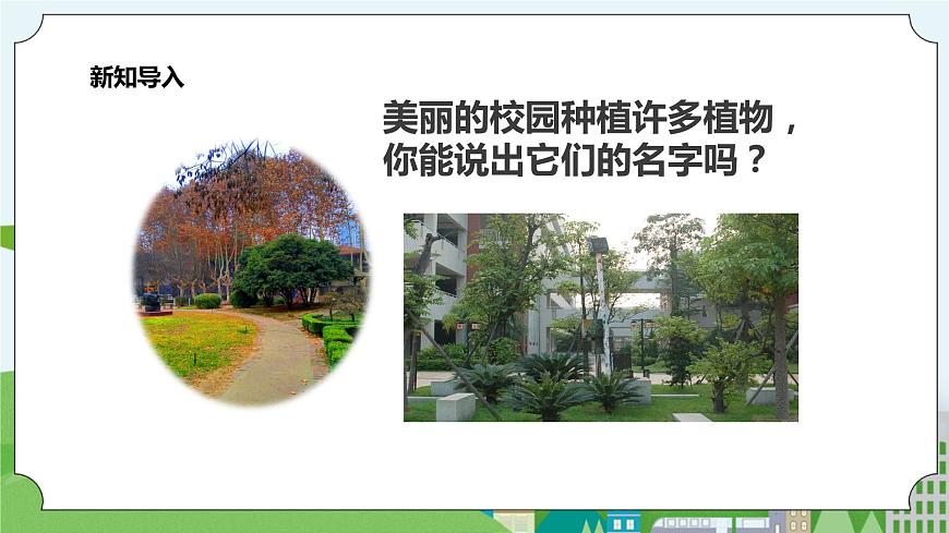 新教科版（2017）科學(xué)一年級上冊 1.6《校園里的植物》課件第2頁