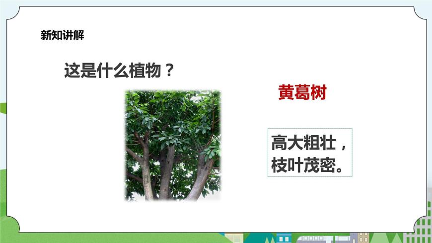 新教科版（2017）科學(xué)一年級上冊 1.6《校園里的植物》課件第3頁