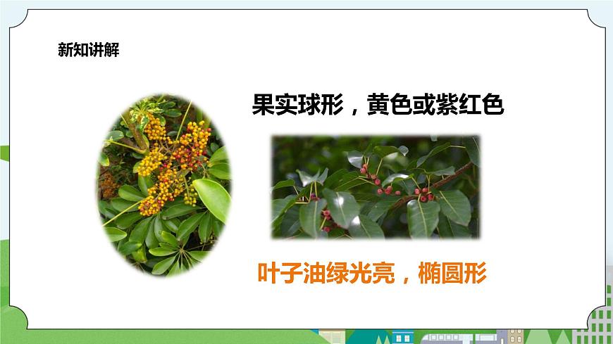 新教科版（2017）科學(xué)一年級上冊 1.6《校園里的植物》課件第4頁