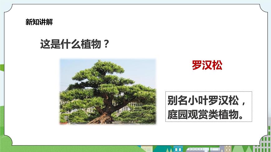新教科版（2017）科學(xué)一年級上冊 1.6《校園里的植物》課件第5頁