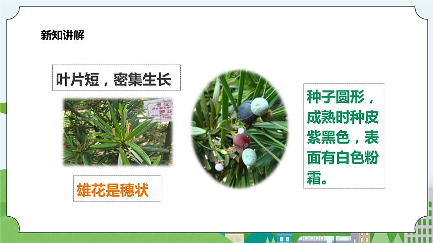 新教科版（2017）科學(xué)一年級上冊 1.6《校園里的植物》課件第6頁