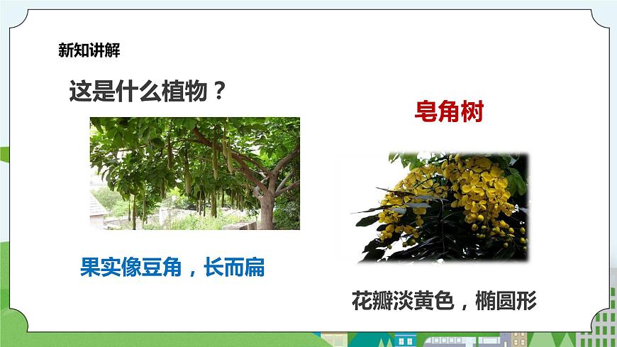 新教科版（2017）科學(xué)一年級上冊 1.6《校園里的植物》課件第7頁
