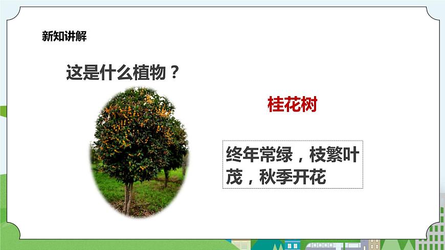 新教科版（2017）科學(xué)一年級上冊 1.6《校園里的植物》課件第8頁