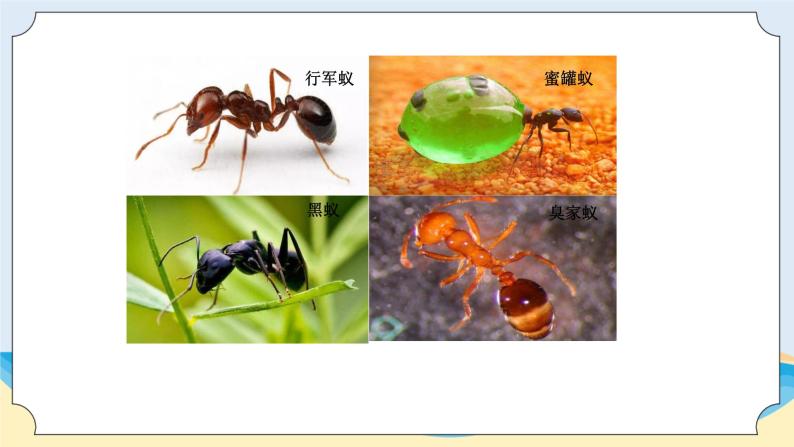 新青岛五四制科学四上1 、《蚂蚁》教学课件03