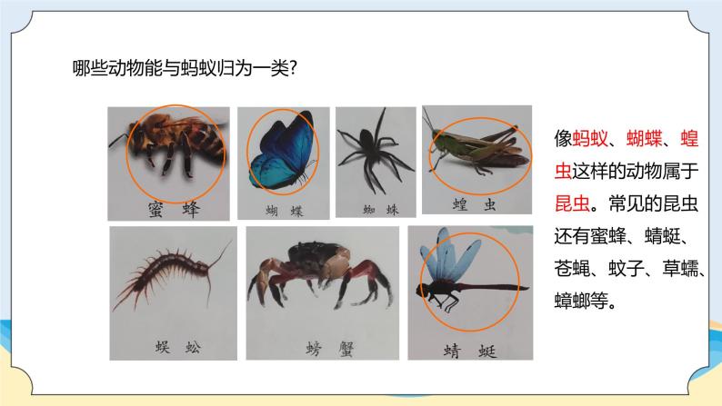 新青岛五四制科学四上1 、《蚂蚁》教学课件05