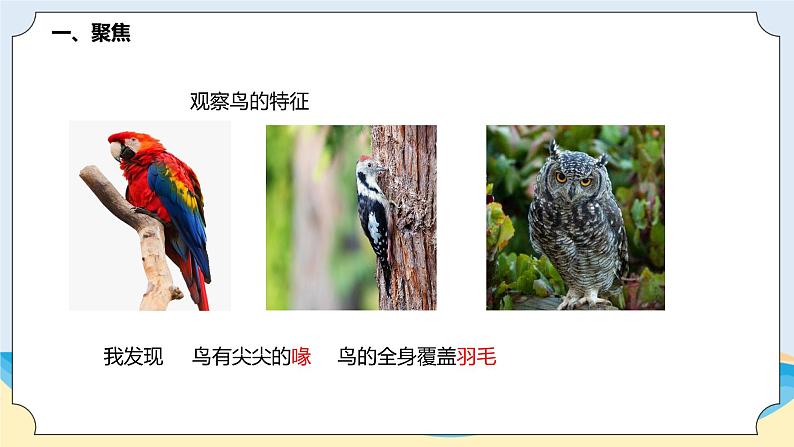 新青岛五四制科学四上3 .《鸟》教学课件第2页