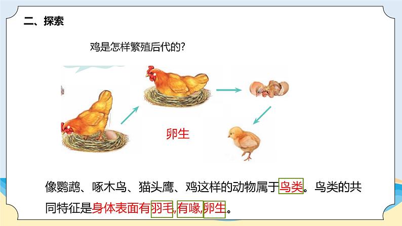 新青岛五四制科学四上3 .《鸟》教学课件第3页