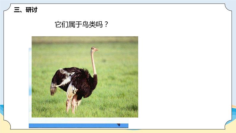 新青岛五四制科学四上3 .《鸟》教学课件第4页