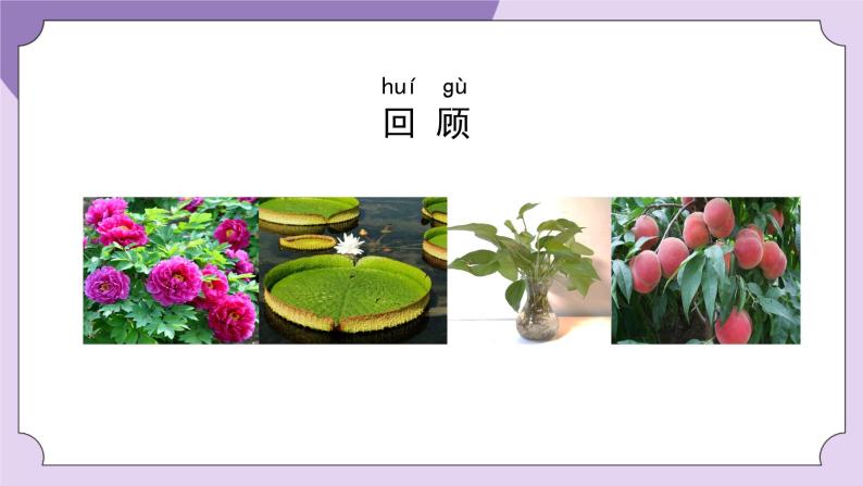 教科版科学一年级《观察一棵植物》课件02