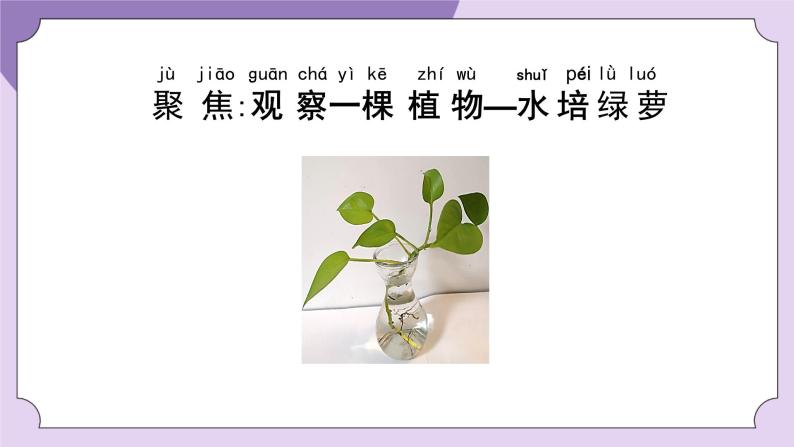 教科版科学一年级《观察一棵植物》课件03