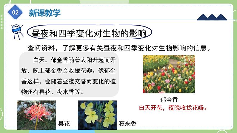 教科版科学六年级上册 2.7《昼夜和四季变化对生物的影响》课件08