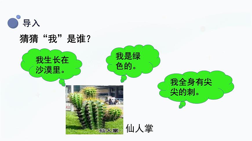 冀人版一上科學 2.5《認識植物》課件第4頁