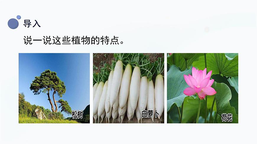 冀人版一上科學 2.5《認識植物》課件第6頁