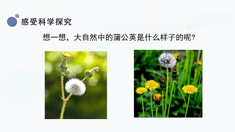 冀人版一上科学 2.6《观察蒲公英》课件07