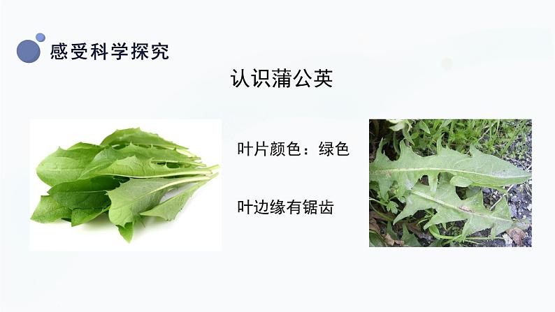 冀人版一上科学 2.6《观察蒲公英》课件08