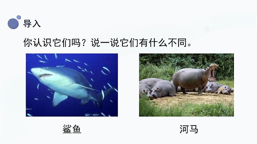冀人版一上科學 3.8《認識動物》課件第6頁