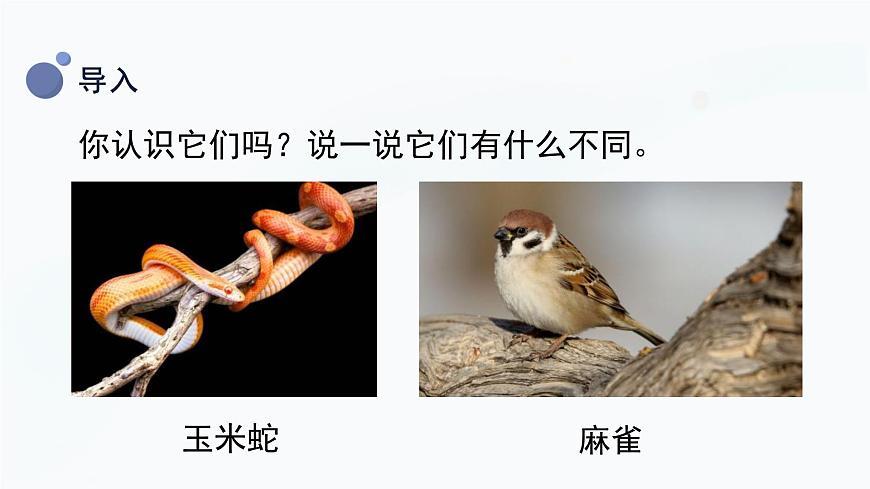 冀人版一上科學 3.8《認識動物》課件第7頁