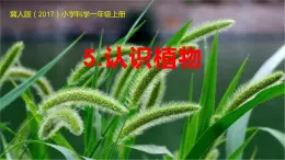 冀人版一年级上册小学科学5.认识植物教学课件