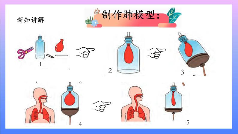 大象版科学四年级上册4.3肺是怎样呼吸的 课件+教案+课件练习+素材05