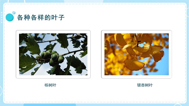【教科版】一上科学 第1单元第3课-观察叶 (课件+素材)05