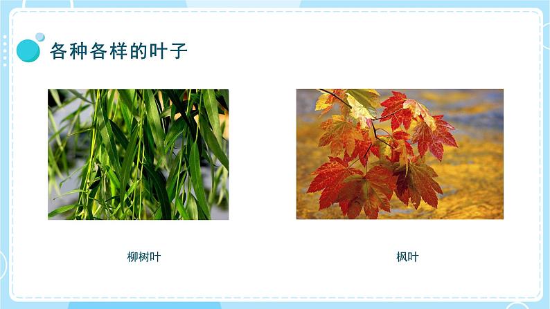【教科版】一上科学 第1单元第3课-观察叶 (课件+素材)07