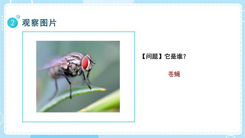【教科版】一上科学 1.5 植物是“活”的吗 课件 第5页