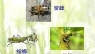 苏教版 (2017)四年级下册11 探究昆虫的奥秘课文配套ppt课件
