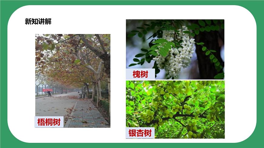 第三單元第9課時《樹葉變黃了》課件第6頁