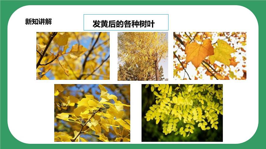 第三單元第9課時《樹葉變黃了》課件第7頁