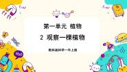 小学科学教科版 (2017)一年级上册2.观察一颗植物教学ppt课件
